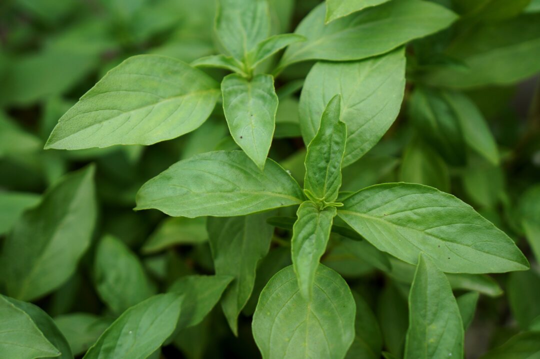 fresh basil