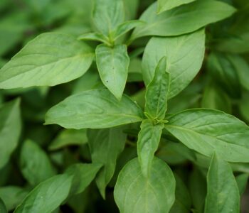 fresh basil