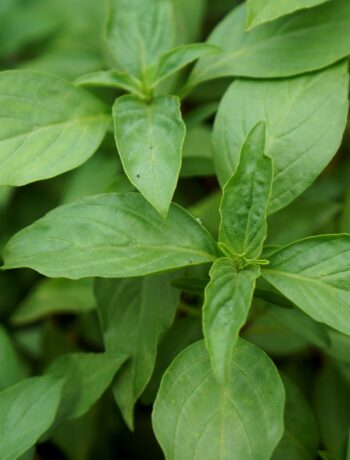 fresh basil